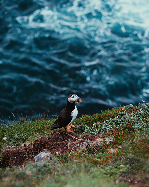 Puffin