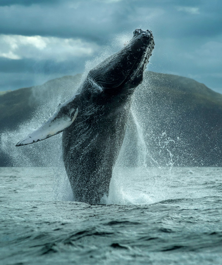 Breaching whale leaps from the water