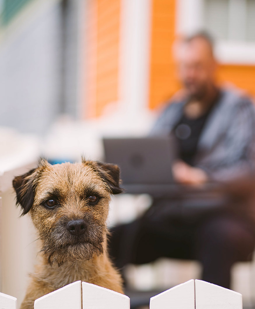 Dog peeking over a fence while his owner is working on a laptop in the background close-by
