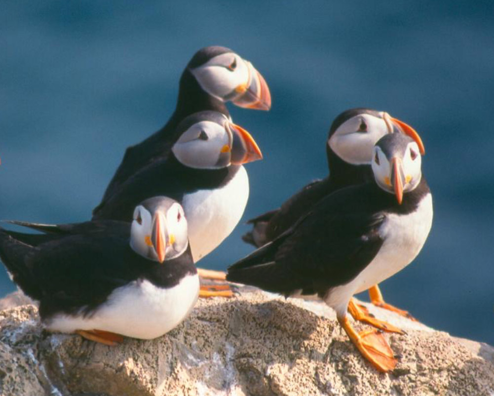 A gathering of puffins nesting on a rock